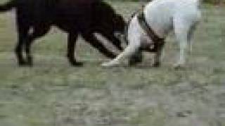 Bull Terrier vs Labrador [upl. by Adnik]