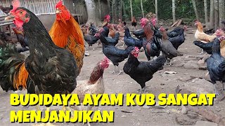 BUDIDAYA AYAM KUB ATAU AYAM KAMPUNG SANGAT MENJANJIKAN [upl. by Scharf]