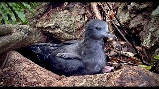 Wedgetailed shearwater entering cavity [upl. by Lurline]