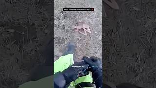 मुझे खेत मेँ कंगारू क़ा बच्चा मिला 😳🦘 \kangaru baby beautiful kangaroo baby discovery shorts [upl. by Adis869]