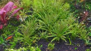 Pogostemon Helferi  Plants Profile [upl. by Wallas]