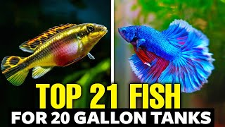 Best Fish For 20 Gallon Tank  Top Picks Explained in 13 Minutes [upl. by Odom]