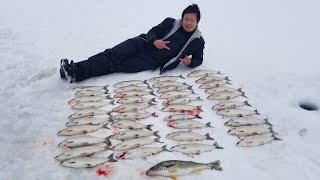 Tullibee ice fishing on Mille Lacs Lake MN 02012020 [upl. by Eelrak]