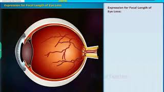 Structure of Human Eye Human Eye Colourful world Class 10 Physics [upl. by Fe]