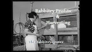 Rabbitry Profits amp Harvesting [upl. by Heilner]