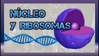 Núcleo y ribosomas BIOLOGÍA CELULAR [upl. by Welcy422]