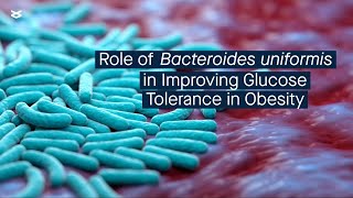 Exploring how Bacteroides uniformis influences glucose metabolism in obese mice [upl. by Dotty]