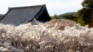 京都春艶 spring colors cherry blossom in Kyoto Japan 桜 新緑 梅 ツツジ [upl. by Ehud]