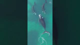 BALLENAS EN PUERTO MADRYN [upl. by Orpah]