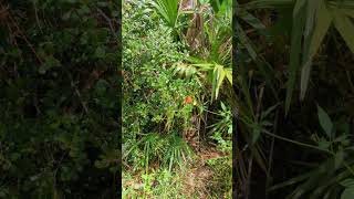 Tall Pine Trees Saw Palmetto amp Gulf Fritillary Butterfly at Econ River Wilderness Area Oviedo [upl. by Euqinitram153]