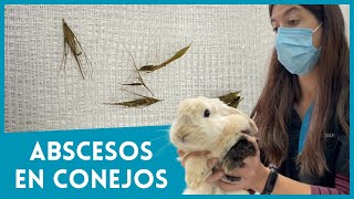 PROBLEMAS MÁS FRECUENTES EN CONEJOS LOS ABSCESOS 🐇 [upl. by Jennifer]