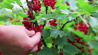 SEASONAL WORK Red berry picking [upl. by Doble939]