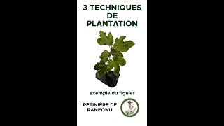 3 techniques de plantation pour arbres en milieu méditerranéen [upl. by Nottnerb]