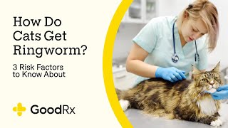 Can Cats Get Ringworm  GoodRx [upl. by Lishe]