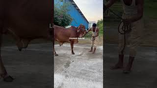 Powerful Brahman cross bull getting combed youtubeshorts shorts brahman cow animals [upl. by Adlanor]