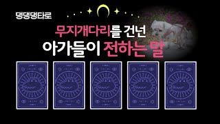 펫타로무지개 별로간 댕댕이가 잘 지내고있을까펫로스증후군 극복 댕댕이의 속마음dog tarot taro [upl. by Peltier572]