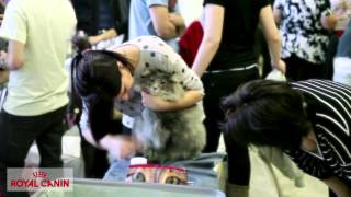 Exposiciones felinas – Eventos felinos Royal Canin [upl. by Jewelle367]