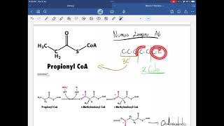 18 Cetogénesis y Propionyl CoA  Síntesis de Glucosa a partir de AG [upl. by Corbett100]