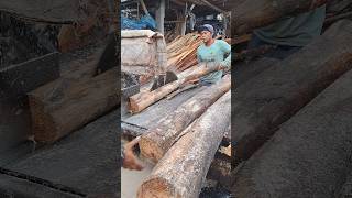 sawing sengon wood using a disc saw [upl. by Aihsekyw]