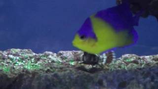 Marine Angelfish Tank 2010 [upl. by Ymmat]