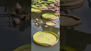 Amazon Water Lilies at Atlanta Botanial Garden nature garden amazonwaterlilies waterlilly [upl. by Nelle]