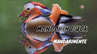 Beautiful Mandarin Duck Drake [upl. by Yvonner]