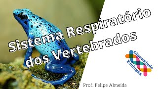 Aula de Sistema Respiratório dos VERTEBRADOS  Prof Felipe [upl. by Ahsie927]