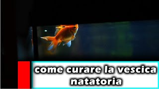 come curare un pesce con la vescica natatoria [upl. by Ilohcin103]