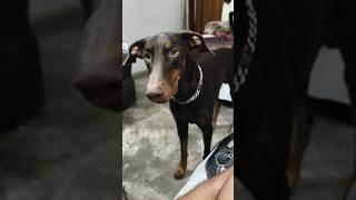 Sky kr kya rha ghumne jane ke liye 🤭 doberman dobermanlove youtubeshorts [upl. by Ynnol]