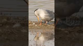 The river tern Sterna aurantia is a tern that can be found in India and other parts [upl. by Hester]