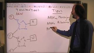 Acidos nucleicos ARN ADN1 [upl. by Dolora]