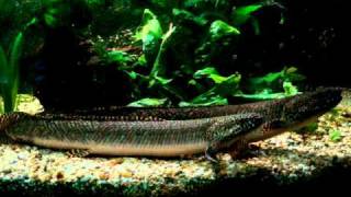 Our breeding pair of Polypterus Ornatipinnis [upl. by Gaeta]