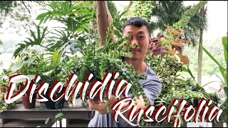 Dischidia Ruscifolia care and propagation with updates [upl. by Ahseel]