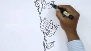 How to Draw Beech Leaves [upl. by Hoes513]