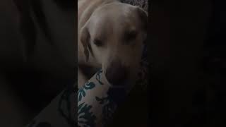 cobberdog labrador scoober doglover  So cute ðŸ¥° [upl. by Avle]