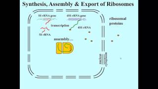 rRNA ribosome assembly and export [upl. by Seumas]