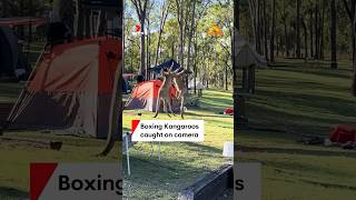 Campsite kangaroo brawl caught on camera [upl. by Esilegna]