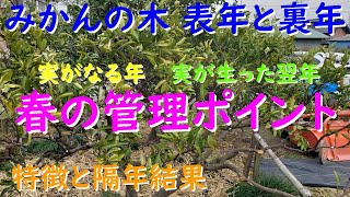 みかんの木 表年と裏年の春の剪定と管理ポイント（剪定と春肥） [upl. by Leivad]