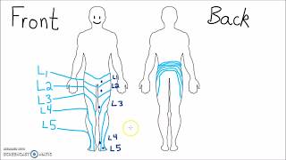 Anatomy  Dermatomes of the Lower Extremity [upl. by Harshman]