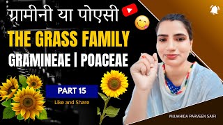 ग्रामीनी या पोएसी  The Grass family  Gramineae  Poaceae  Part 15  Mujahida Parveen Saifi [upl. by Rai730]