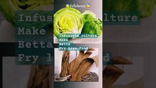 MAKE BETTA FRY LIVE FOOD 🍛 INFUSORIAbetalovers infusoria bettafish food live food bettafry [upl. by Iral19]