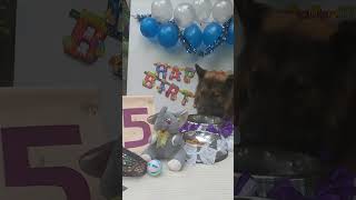 🥰😊 Terrys bday celebration  gsd pet youtubeshorts [upl. by Otanod1]