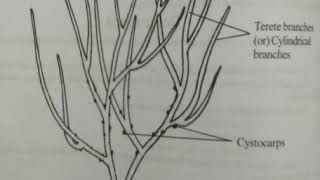 1052 Class I BSc Zoology Subject Allied Botany Topic Gracilaria [upl. by Ontine579]