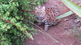 BlackFooted Cats Hunt and Play [upl. by Iamhaj]