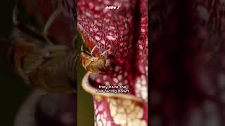 Amazing Carnivorous Pitcher Plant [upl. by Carolle]