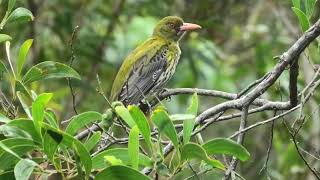 Olivebacked Oriole 19 [upl. by Nico]