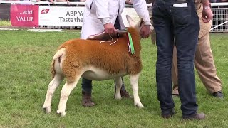 Royal Welsh Show 2017 Interbreed sheep champion [upl. by Senecal536]