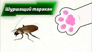 Игра для кошек и собак ТАРАКАН Онлайн игрушка для кошек Кошачьи и собачьи игры [upl. by Matteo]