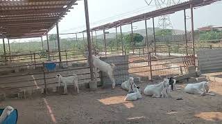 My Goat Farm Dumba Farming [upl. by Minnaminnie]