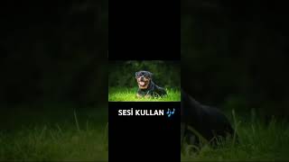 Köpek Havlama Sesi [upl. by Anes]